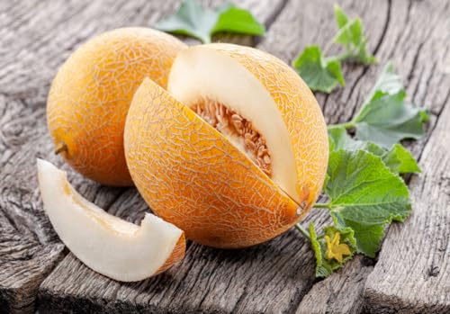 15 Samen Melone Ananas D `Amerique Obst Honig Melonen Melon Garten Frucht Gemüse
