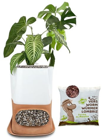 Moutta|Transfarmers Pot de Fleurs et lombricomposteur Blanc en Terre-Cuite 17L|Pack avec 250gr de vers de Compost