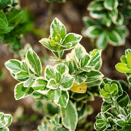 80 Pcs Euonymus Fortunei Samen - Euonymus Japonicus - Bodendecker Gartenkräuter (Euonymus Alatus) Geschenke Für Gartenliebhaber Exotische Pflanzen Winterhart Küchenkräuter Samen Kräutergarten,