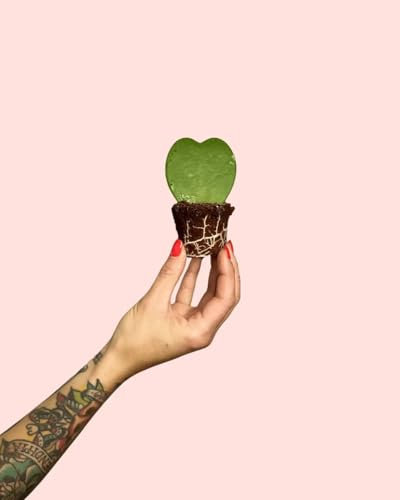 Hoya Kerri Mini | Comprar Online | Pur Plant