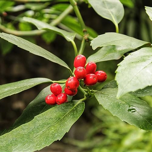 500 pcs stechpalme winterhart samen - bonsai samen winterharte balkonpflanzen,Ilex aquifolium, dekoration wohnzimmer dekopflanzen pflanzendeko hochbeet balkon pflanzenkübel seed luftreinigende