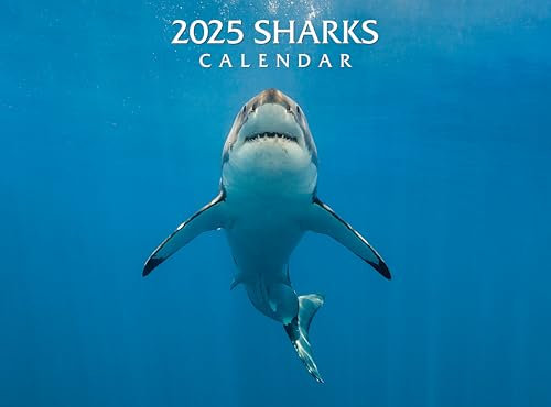 Wandkalender 2025 Haie