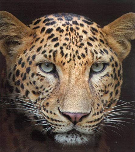 Brandsseller Tiermotiv Decke Kuscheldecke Tagesdecke Wohndecke 150x200 cm (150x200 cm, Leopard)