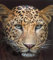 Brandsseller Tiermotiv Decke Kuscheldecke Tagesdecke Wohndecke 150x200 cm (150x200 cm, Leopard)