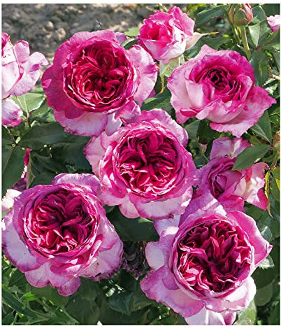 BALDUR Garten Parfum-Rose Thierry Marx®, 1 Pflanze, sehr widerstandsfähig gegen Krankheiten, winterhart, blühend, Schnittblume, Rosa, duftende Strauchrose