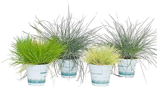 Dehner Pflanzenpaket Garten-Gräser, 4er Set, ca. 10-30 cm, Ø Topf 11 cm, Ziergras