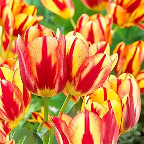 50 Stück Tulpenzwiebeln Winterhart Mehrjährig, Tulpen Samen für Garten und Balkon, Tulpen Pflanzen, Garten Blumen, Ideale Garten Pflanzen, Balkon Pflanzen, 50Pcs Tulip Seeds (Orange & Rot)