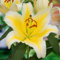 Lilienzwiebeln orientalische Lilie Lilium Zwiebeln Onion Knollen Winterhart Frische mehrjährig duftenden Prachtblüten Hochgewachsene Lilie (Nesso)