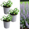 Carbeth Plants - Catmint Herb Plant in 9cm Pot - Garden Ready Evergreen Nepeta Herbaceous Perennial Shrub - Aromatic Easy to Grow Outdoor Plant - Ideal for Growing in Beds, Borders and Pots (3 Plants)