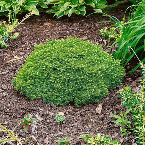 Kissenfichte 'Little Gem', Höhe 15-20 cm, Topf 2 Liter, 5er-Set