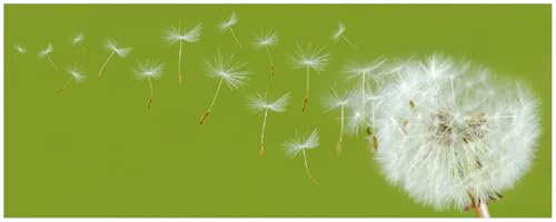 Wallario Memoboard aus Glas mit Motiv, Magnet-Tafel in 32 x 80 cm in Premium Qualität Pusteblume auf der Wiese mit fliegenden Samen