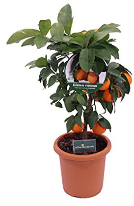 pianta di Lima Rossa Nana Citrus X Limonia albero nano di lima rosso pianta di agrume lima rosso età 4 anni pianta vera venduta da eGarden.store