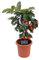 pianta di Lima Rossa Nana Citrus X Limonia albero nano di lima rosso pianta di agrume lima rosso età 4 anni pianta vera venduta da eGarden.store