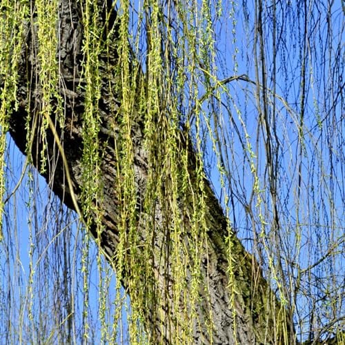 10 pcs trauerweide baum kaufen samen, garten pflanzen, stauden winterhart (Salix babylonica) pflanzen garten, kübelpflanzen winterhart minigewächshaus, balkonpflanzen winterhart baumsamen,
