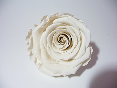 ROSE ETERNELLE BLANCHE POUR LA REALISATION DE DECORATION FLORALE DURABLE, A ASSOCIER AVEC DU SABLE COLORE ET UN PETIT VASE OU AUTRE SELON VOTRE IMAGINATION