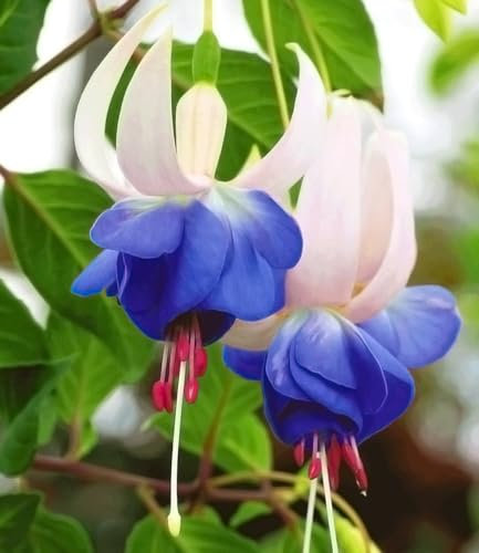 BALDUR Garten Winterharte Fuchsie Blue Sarah,6 Pflanzen, echte Rarität wegen ihrer blauen Farbe, halbschattiger bis schattiger Standort, sehr blühfreudig & winterhart bis 5° C