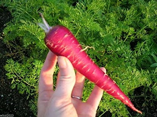 Karottensamen, BIO (2000 SEEDS) Atomic Red!