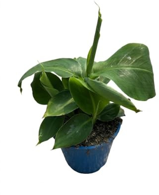 1 Pianta di Banano nano su vaso cm 14 MODIPITRE