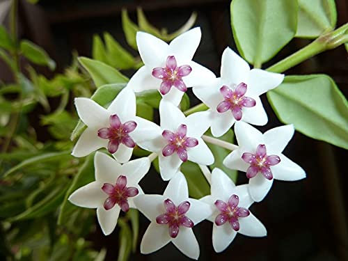1 planta Hoya Bella flor de cera maceta 14 cm Perenni