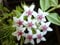 1 planta Hoya Bella flor de cera maceta 14 cm Perenni