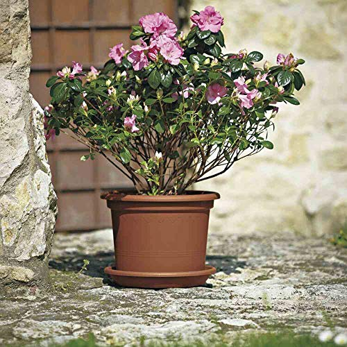 Geo Pot de fleurs Terracotta Ø 50 cm