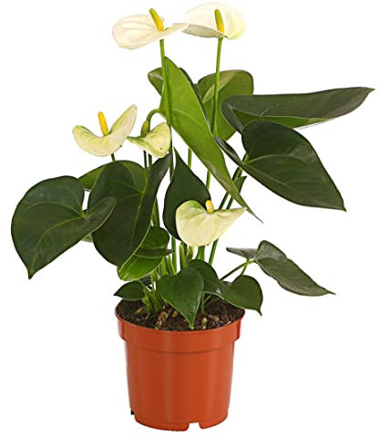 Dehner Große Flamingoblume, Anthurium andreanum, weiße Blüten, ca. 30-40 cm, Ø Topf 12 cm, Zimmerpflanze