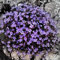 PERZOE 700 Pz Semi di Timo Strisciante Copertura del Terreno Tappeto Perenne Fioritura Giardino Pianta Decor Semi di Crescione Roccioso Viola Chiaro