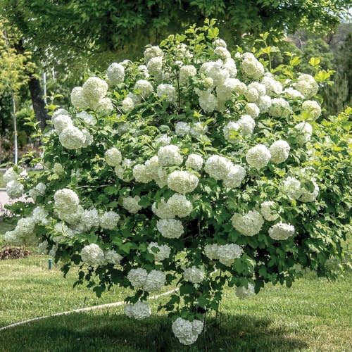 Viburno palla di neve “Viburnum opulus roseum”, Pianta di Viburno, Pianta in Vaso ø 19 cm, Vivaio di Castelletto