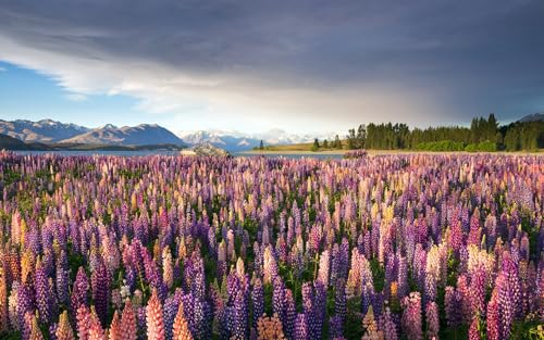 Puzzel Für Erwachsene Russell Lupin Lake Tekapo. 75 * 50Cm
