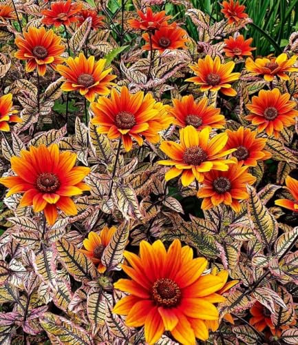 BALDUR Garten 5x Sonnenauge 'Orange Marble', Pflanze im 9x9 cm-Topf | einzigartig marmoriertes Laub, winterhart, verträgt Trockenheit, Dauerblüher, ideal für Beet & Kübel, robust