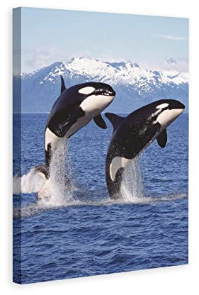 XDTIOPIMY Animal Orcas Wall Art Decor Orcas Bild Leinwand Druck Dekor Büro Zimmer Dekor Gemälde für Wohnzimmer Schlafzimmer Blau Ozean Thema Landschaft Poster Eisberg Gerahmt Fertig zum Aufhängen 30,5