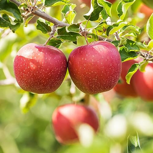 30 Pcs Apfelbaum Samen, Obst Frisch Pflanztopf Winterharte Stauden Mehrjährig Apfel Äpfel - Apfelbaum Kaufen - Obstbäume Bonsai Topf Exotische Pflanzen Bäume Garten Winterhart Saat