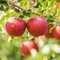 30 Pcs Apfelbaum Samen, Obst Frisch Pflanztopf Winterharte Stauden Mehrjährig Apfel Äpfel - Apfelbaum Kaufen - Obstbäume Bonsai Topf Exotische Pflanzen Bäume Garten Winterhart Saat