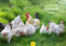 Edition Seidel Premium Kalender Die Welt der Hühner 2025 Format DIN A3 Wandkalender Tierkalender Hühnerkalender Haustiere Huhn Hahn Kücken Vögel