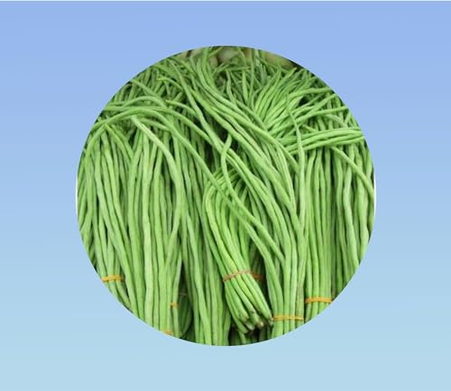 48 graines haricot long yard -metro - Yardlong beans - Haricots kilomètre ou haricots mètres