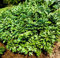 500 Graines de Céleri perpétuel, Livèche officinale, Levisticum officinale seeds:Seeds only