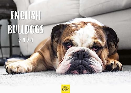 Edition Seidel Premium Kalender English Bulldogs 2024 Format DIN A3 Wandkalender Hundekalender Bulldogge Hund Welpe Hunderasse Haustier
