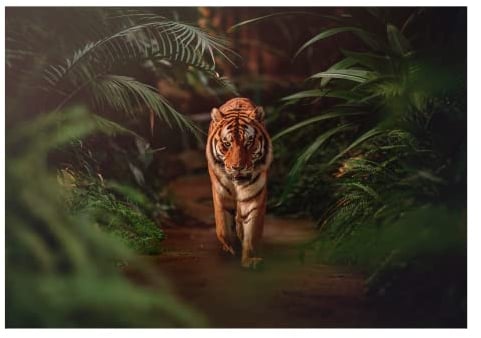 Vlies Fototapete 3D Effekt Tiger Wald Natur Dschungel Tiere - inkl. Kleister Wohnzimmer Schlafzimmer Modern Wandtapete Tapete Vliestapete UV-Beständig Montagefertig (368x254 cm - 4 Bahnen)