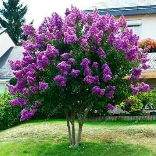 40+ Albero giapponese viola lilla SEMI/HARDY PERENNE FRAGRANT A POTENTE