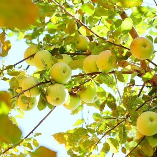 100 pz semi di melo、 piante da balcone, alberi da frutto a colonna piante d'appartamento, piante per luoghi soleggiati decorazione del balcone, piante da giardino albero da frutto、regali