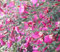 Edelginster Cytisus scoparius 'Boskoop Ruby' Ginster 40-60 cm
