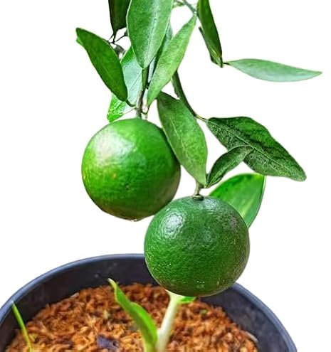 Árbol de Lima Natural Cultiva tu Propio Huerto Cítrico en Casa