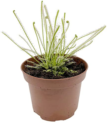 Fangblatt - Drosera filiformis x intermedia - Sonnentau im Ø 9 cm Topf - winterharte fleischfressende Pflanze für Ihr Zuhause