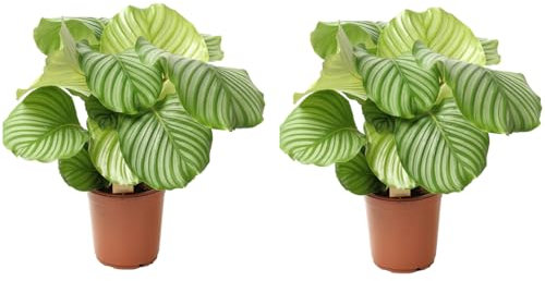 Plant in a Box - Calathea Orbifolia - 2er Set - Korbmarante - Grüne Zimmerpflanze - Luftreinigend - Spezielle Blätter - Topf 21cm - Höhe 55-60cm