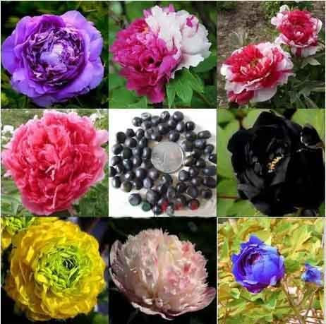 Mischfarbe 20 Samen/Pack Topfblumen Pfingstrose Samen Topf