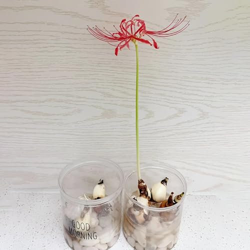 5 piezas Bulbos de lirio araña (Lycoris radiata) Plantas para lugares soleados, plantas de jardín resistentes. Comprar bulbos de flores de sangre Plantas perennes balcón flores de