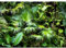 Runa Art Fototapete 3D tropische Pflanze Modern Vlies Wohnzimmer Schlafzimmer - Made in Germany - 308 x 220 cm Grün 9465010a