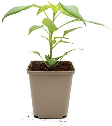 FLORTUS Chili Pflanzen im Topf Candlelight | 1 Pflanze zur Chili Anzucht | Pflanze für milde Chili Schoten | Chili Samen Alternative