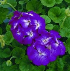 Ponak Neue 10pcs Geranien Blumensamen Lila