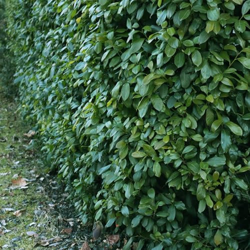 Prunus laurocerasus Etna - siepe - foglia verde - 6 piante - 1 metro lineare - sempreverde - vaso 17 cm altezza 50 cm